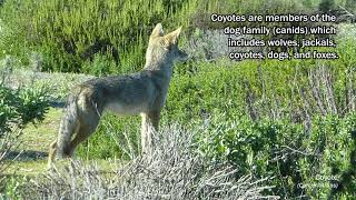 Coyote
