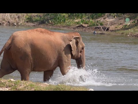 Friendship Beyond! Elephant Immediately Responds To The Voice And Rushing Over - ElephantNews
