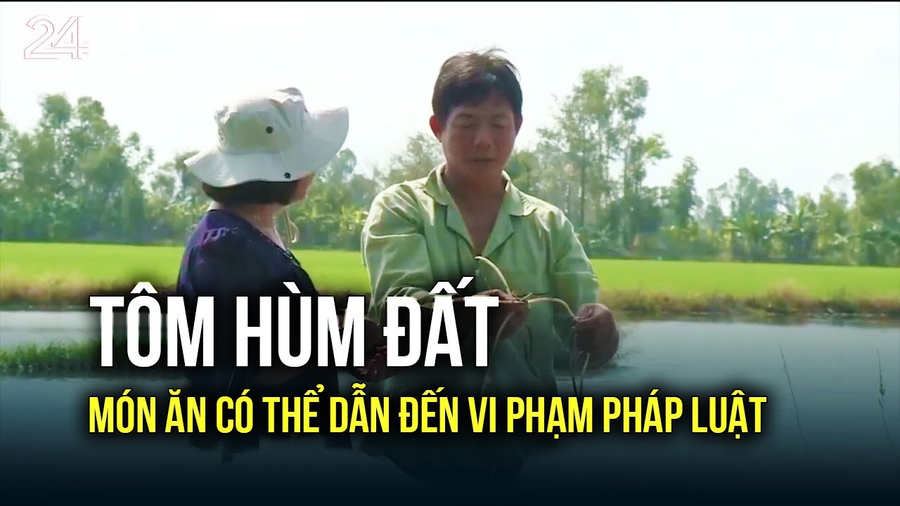 Tôm hùm đất - món ăn có thể dẫn đến vi phạm pháp luật | VTV24