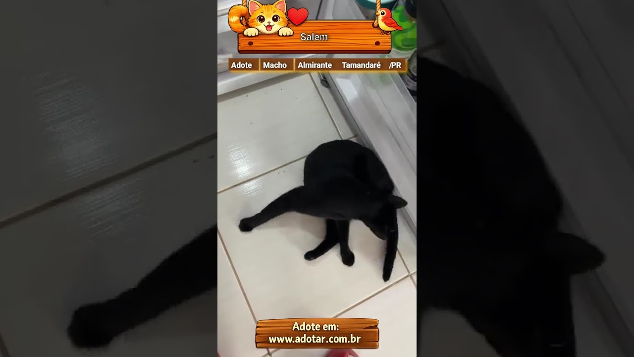Gato raça SRD-ViraLata idade 1 ano nome Salem 