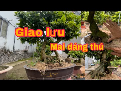 Mai hình thú chơi Tết,và một số cây ghép giảo thủ Đức gốc nhớt già mùa ,Gl ace