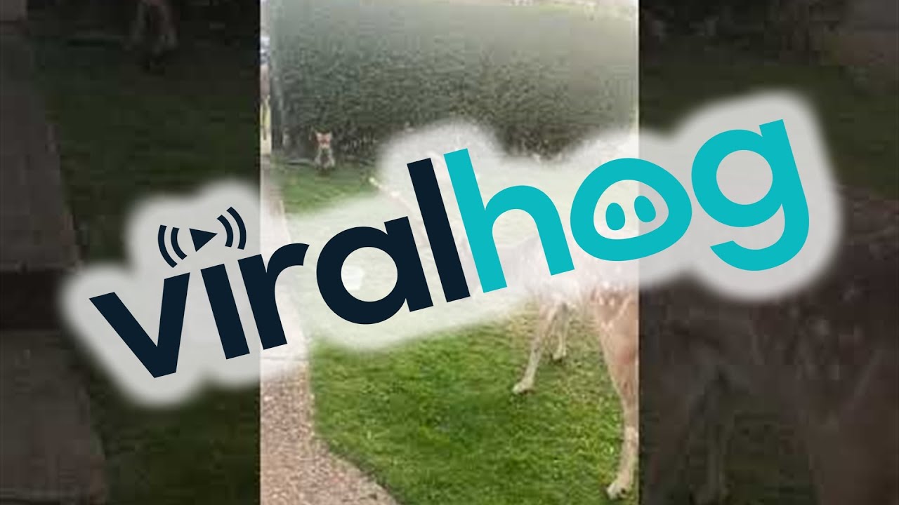 YouTube video preview