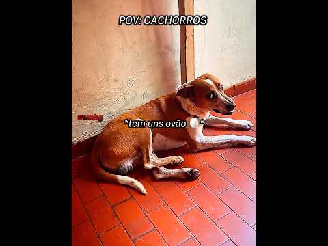 O NOME DELE É BOB 🥚 #pov #memes #cachorro