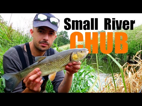 SMALL RIVER CHUB FISHING