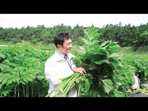 15 Increíbles Beneficios Del Superalimento Ashitaba