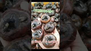 Download lagu củ năng đà lạt, tươi, nấu chè, làm thạch, hầm xương, làm mứt...ngon nhức nách mp3 Download lagu củ năng đà lạt, tươi, nấu chè, làm thạch, hầm xương, làm mứt...ngon nhức nách mp3