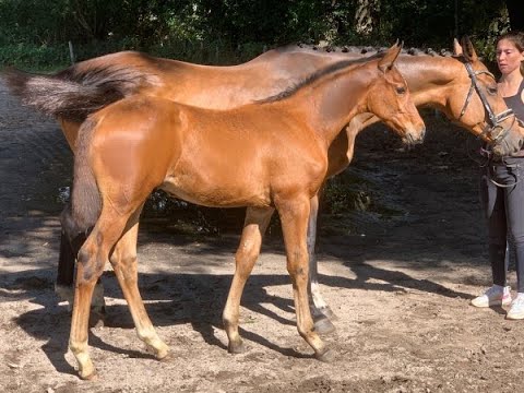 Springfohlen Online-Auktion! HF v. Unstoppable de la Pomme - Catoki
