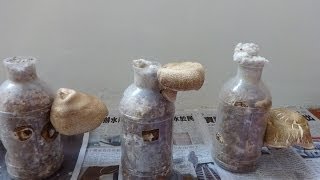 preview picture of video '食用大香菇, Edible big mushrooms, 食用キノコ,Setas comestibles,EDULIS fungos,Les champignons comestibles'