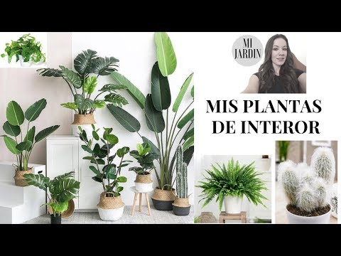 , title : 'MIS PLANTAS DE INTERIOR. 🌷🌻. PLANTAS DE CUIDADOS SIMPLES.'