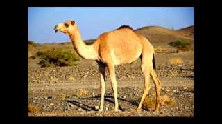 Carcass - Ride The Camel