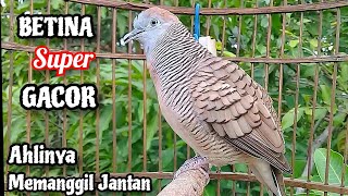 Download lagu BETINA SUPER GACOR‼️Suara Perkutut BETINA Memanggil Jantan || The female turtle dove calls the male mp3 Download lagu BETINA SUPER GACOR‼️Suara Perkutut BETINA Memanggil Jantan || The female turtle dove calls the male mp3