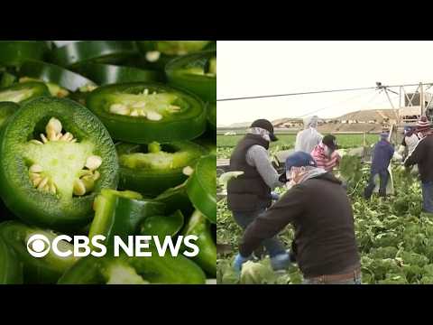 Jalapeños sold at Chipotle, Qdoba linked to salmonella surge as cyclospora outbreak continues