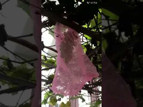 , title : 'protection net for grape plants #organicfood #delicious #shorts'