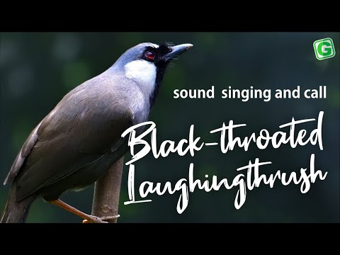 Sojkovec čiernohrdlý (Pterorhinus chinensis) — video o speve a chove