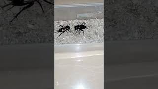 Download lagu adu jangkrik Joss para master jangkrik #aduan #janganlupasubscribe #cara #fyp #jangkrikaduan mp3 Download lagu adu jangkrik Joss para master jangkrik #aduan #janganlupasubscribe #cara #fyp #jangkrikaduan mp3