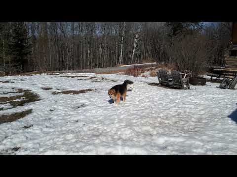 Tanvee loves Spring 2020