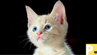 Gato miando - Som de gato miando - som de gatinho miando - V1k1 - Yn4n - Mrcp - B7m1