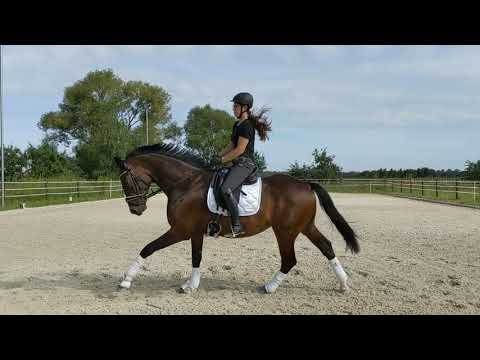 Sirius Brown, Sohn des Sensation X Fürst Heinrich X Donnerhall, Wallach *2018