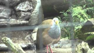 preview picture of video 'Giant Wood Rail at the Peterborough Riverview Park and Zoo'