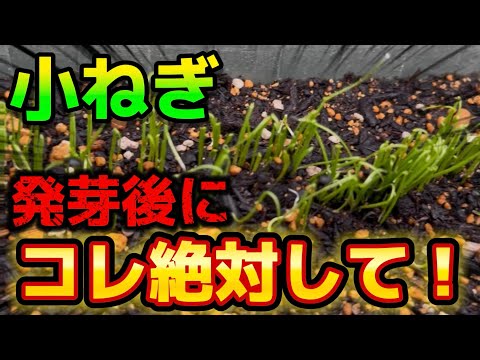 発芽後の水やりの頻度とやり方は？  庭園