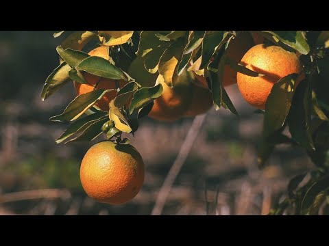 Produção de laranja em Araruama ganha selo de mais doce do Brasil e volta a ser destaque no RJ