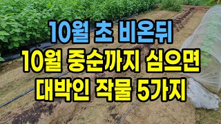 10월 초 비온뒤 10월 중순까지 심으면 대박인 작물 5가지