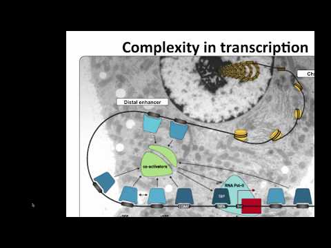 Regulatory Network Analysis
