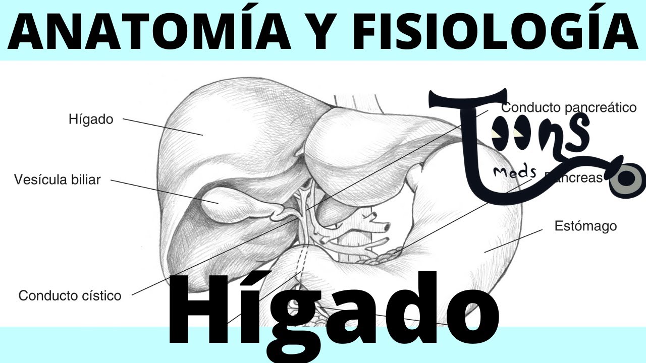 ¿Qué es el Hígado y la vesicula biliar ? Anatomía y fisiología.