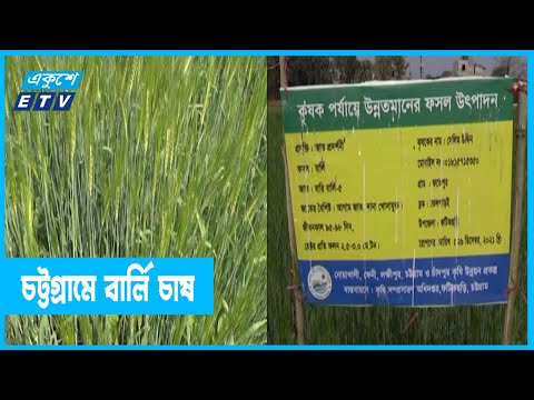 কৃষকেরা  ঝুঁকেছেন বার্লি চাষে