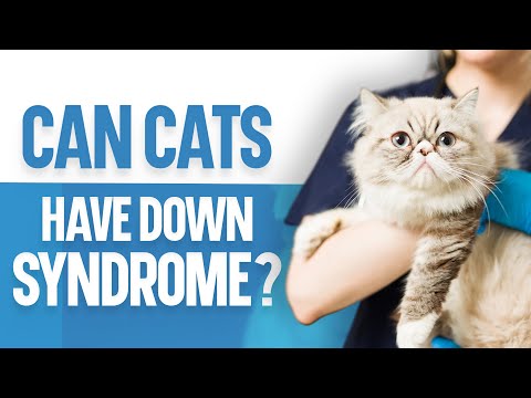Can Cats Have Down Syndrome?
