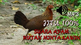 Download lagu SUARA AYAM HUTAN BETINA MINTA KAWIN... mp3