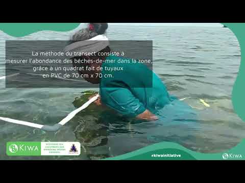 Palaos : Restaurer le stock naturel de bêches de mer