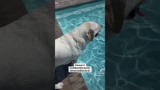 Living life with Buster the Lab