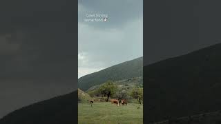 Download lagu Cows having some food 🐄.#cow #animal #peace #nature mp3