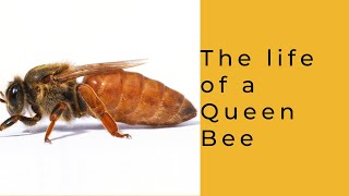 Life of a Queen Bee