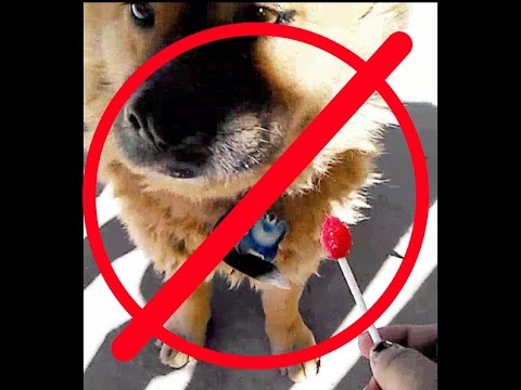 Cuando a tu perro no le gusta algo! — Luzma!