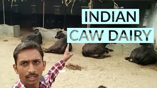 preview picture of video 'Indian Cow Dairy Income 60,000 Month//Villager #Become Youtuber'