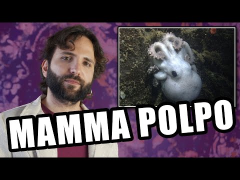 Una mamma polpo ASSURDA