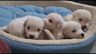 South Russian Ovcharka Puppies Videos