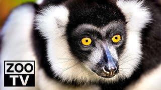 CloseUp Animal & Wild Sounds | 8K Wild Animals Film | ScreenSaver 8K VIDEO ULTRA HD TV HDR