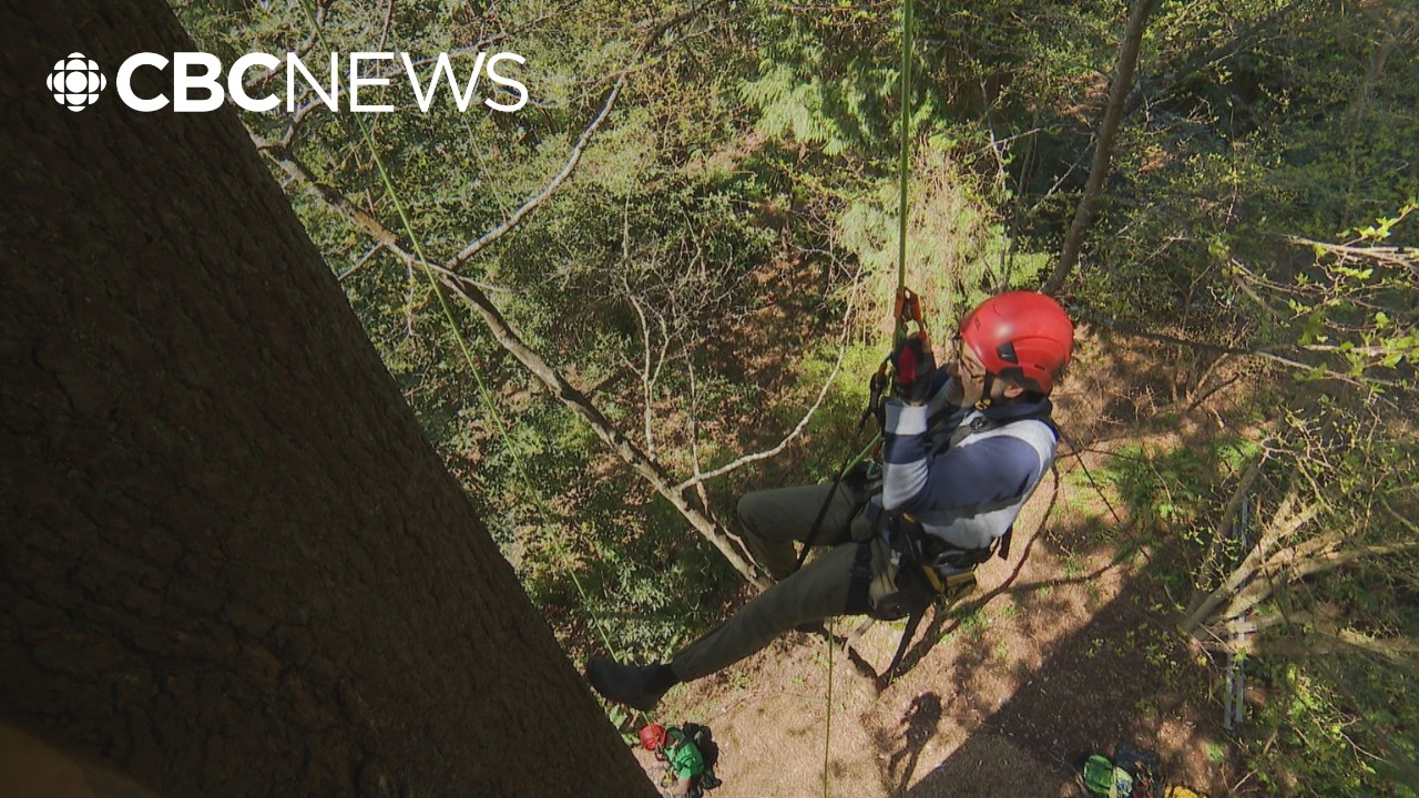 This arborist offers guided tree climbing lessons – 40 metres up