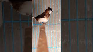 Download lagu Burung pipit Bengali bernyanyi mp3 Download lagu Burung pipit Bengali bernyanyi mp3