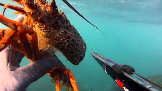 Spearfishing New Zealand (Wellington south coast)
