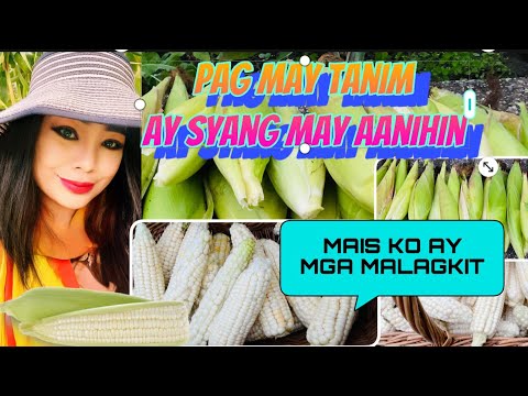 Part-1 …Harvesting my Sweet Corn with the heart. May super favorite na Mais Malagkit .Its white Corn
