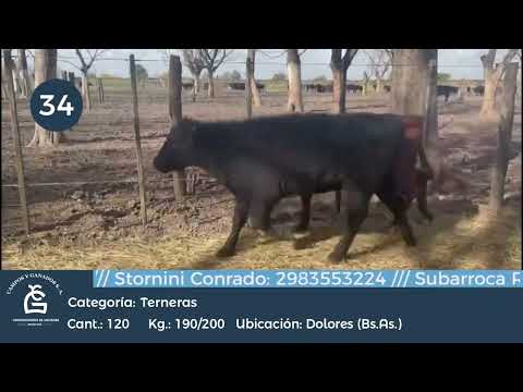 Lote Hembras - Dolores Bs As