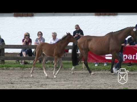Holsteiner Fohlenchampionat 2017 - Steinburg - zweiter Stutenring