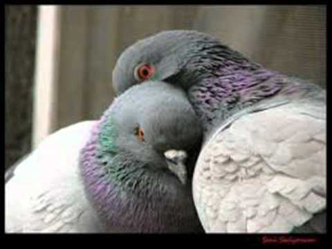 MC CAGATAY FT METstyl ALMANCA TÜRKCE RAP