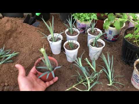How To Propagate Carnations From Cuttings