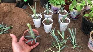 How To Propagate Carnations From Cuttings