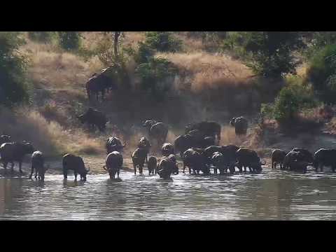 Djuma: African Buffalo herd along with Hippo-Pt:1 - 08:03 - 05/18/20
